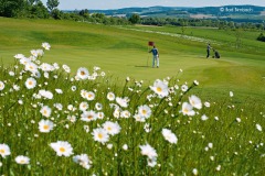 Bella Vista Golfpark - Spieler Blumenwiese